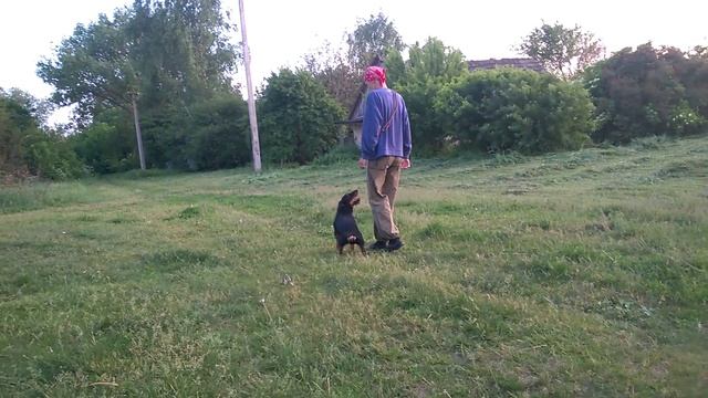 Саурон ягдтерьер команда "рядом" смотреть онлайн