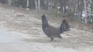 Глухари на дороге