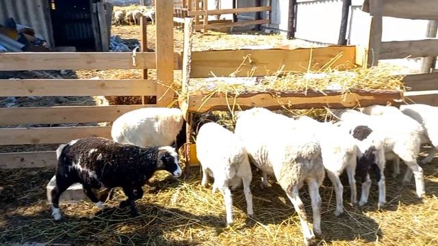 Дорпер, Кросс Дорпера, расселение ягнят, WhatsApp +79205557591 смотреть онлайн