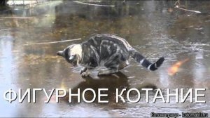Котофильм "Фигурное котание"