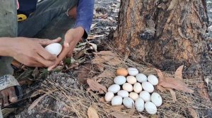 wow wow unique! Pick the most duck eggs and bushes in the field under the best hand-picked trees