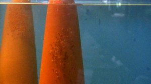 Результаты нереста трёх пар Дискусов #aquarium #discus #аквариум #дискусы #аквариумныерыбки