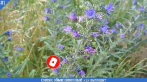 СИНЯК ОБЫКНОВЕННЫЙ как выглядит | РАСТЕНИЕ МЕДОНОС №1