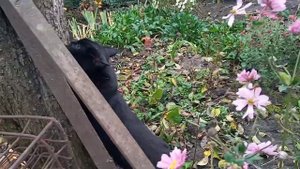 #Анемона гибридная/осенняя красотка