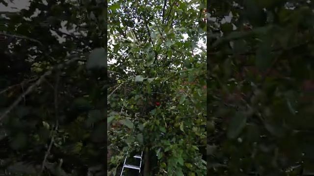 Вишня не плодоносит ?