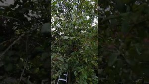 Вишня не плодоносит ?