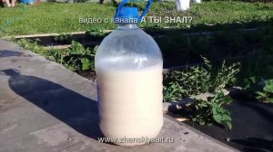 ВАЖНО! Весенняя подкормка ДРОЖЖАМИ (рецепт)