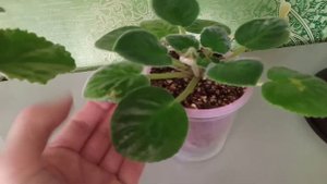 Фиалки! Обзор цветущих фиалок. Удобрения для роста и цветения!