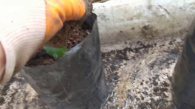 Летняя пересадка фундука в контейнер смотреть онлайн