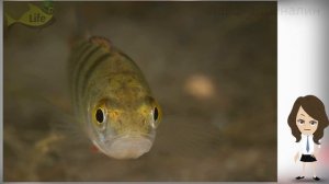 Как и где ловить окуня по первому льду на крупных водоемах? Где искать окуня зимой на озере?