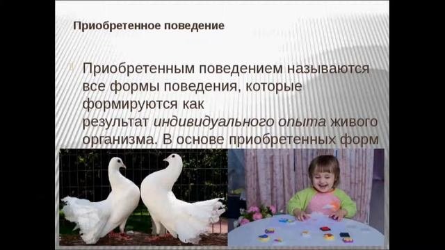 Врожденное и приобретенное поведение животных. Врожденное и приобретенное поведение животных
