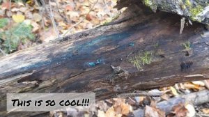 Nature Kidz find Green Elf Cup Fungus !!