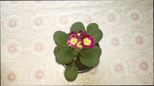 Примула в домашних условиях. Вырашивание примулы к 8 марта.