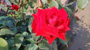 Rose ? 'Mister Lincoln', also known as 'Mr. Lincoln',is a dark red Hybrid tea rose cultivar@Ecofarm