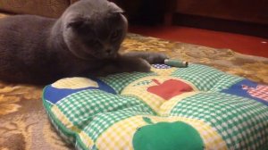 Скоттиш-фолд || Любят и поиграться