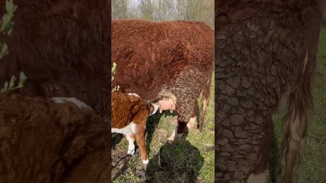 Теленок пьет с соски и поправляется  герефорд крсмолокоздоровье помощьлечение животные ферм