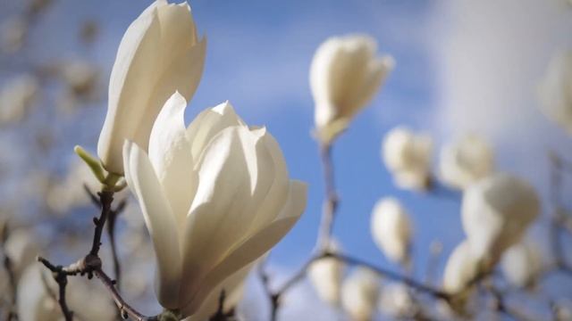 Мы, весна и вселенная в лепестках цветка. Март в Японии. смотреть онлайн