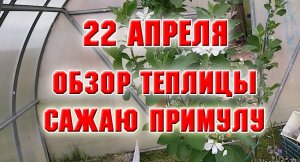 22 апреля. Обзор теплицы. Высадила примулу из горшка