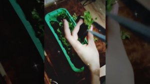 Как распушить Лобелию?