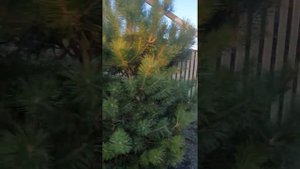 ПОСАДКА КРУПНОМЕРОВ. СОСНА ОБЫКНОВЕННАЯ И СОСНА ГОРНАЯ #растенияворонеж #крупномеры #сосна