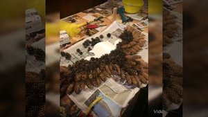 Сова из шишек