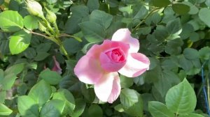 Роза Эншент Маринер от полуроспуска до полного роспуска-22г.