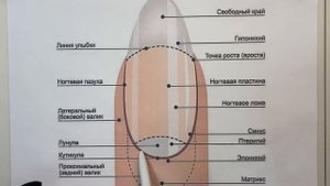 Строение ногтя