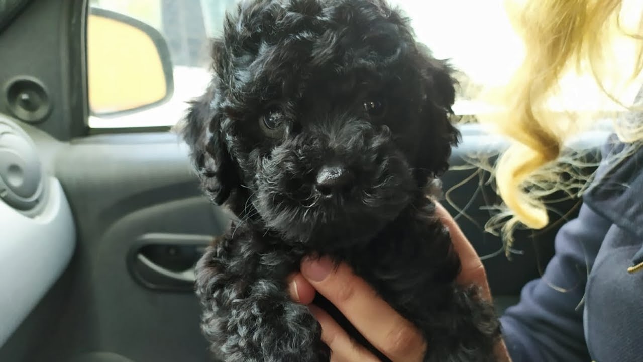 Первый день дома - той-пудель путешественник смотреть онлайн