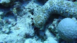 Рыбы Красного моря. Морской огурец/Голотурия.