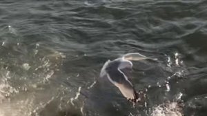 Над седой равниной моря ветер тучи собирает. Между тучами и морем гордо реет Буревестник