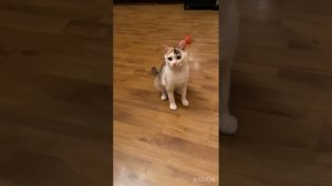 Крохотная Маруся ищет дом!