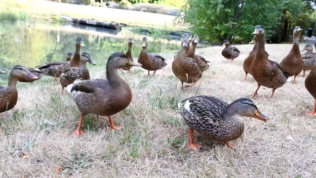 Ducks - Nikon 1 J5 /w 10-30 mm Lens - Fast Motion Option смотреть онлайн