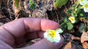 Primula vulgaris o comune, identificazione ed uso in cucina