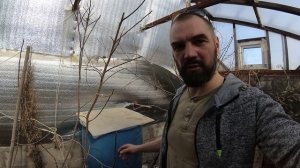 Инжир, персик, гуси на 17 марта