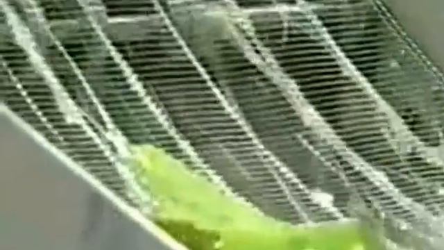 Чудо природы - Алоэ Вера смотреть онлайн