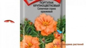 Портулак крупноцветковый Солнечная страна оранжевый ? обзор: как сажать, семена портулака