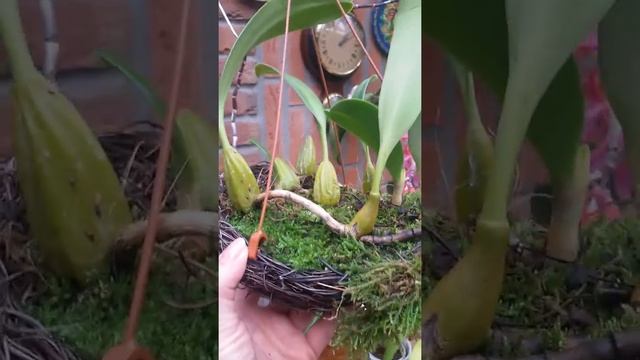 Bulbophyllum eberhardtii смотреть онлайн