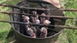Коптим мясо дедовским методом в коптилке из бочки своими руками