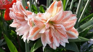 Amaryllis Dancing queen