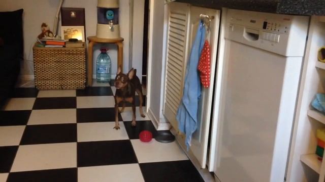 Собака-любитель рекламы смотреть онлайн