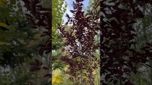 Черемуха краснолистная. Питомник растений Велес г Чита. Саженцы. Озеленение. Ландшафтный дизайн