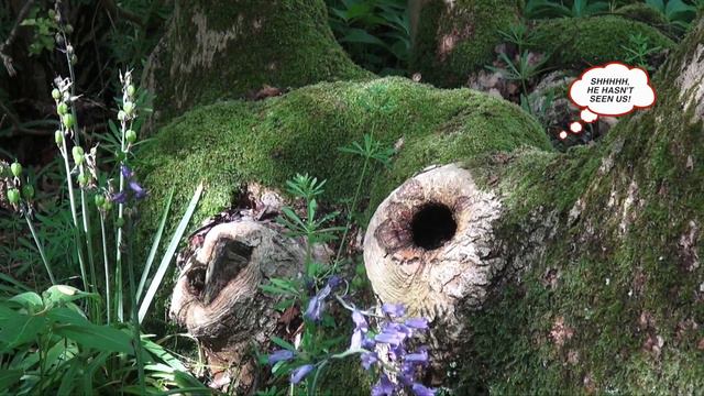 OXLIP WOOD - 'BB'  SOCIETY 'FOSTERING FELLOWSHIP' EVENT 2017 смотреть онлайн