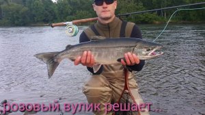 Первая кета 2016 года на реке Паратунка
