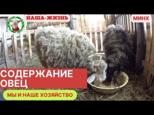 Содержание овец) заметка козовода