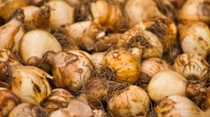 Amazing world of bulbs