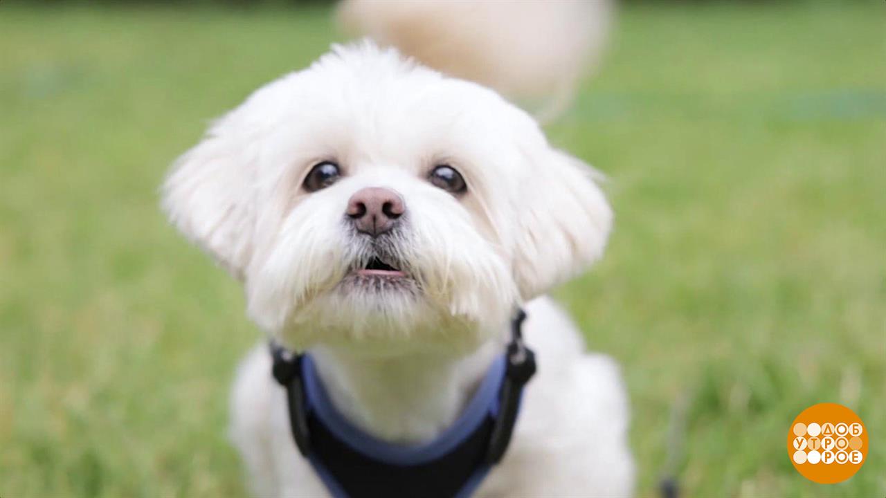 Успокойся, песик! Доброе утро. Фрагмент выпуска от 04.09.2023