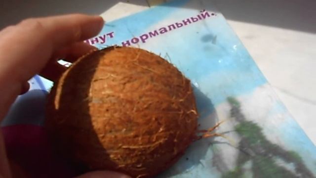 Высадка мха на кокосе