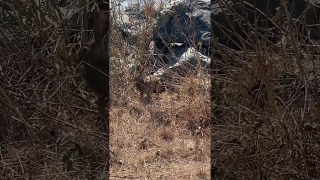 Hiking Encounter | Look at this Cute Jack Rabbit!