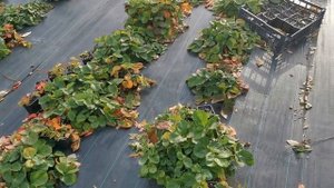 САЖАЕМ КЛУБНИКУ в НОЯБРЕ. Почему мне нравятся поздние посадки.