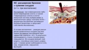 Вячеслав Дубынин «Химия» мозга Лекция 5 Норадреналин, азарт, стресс